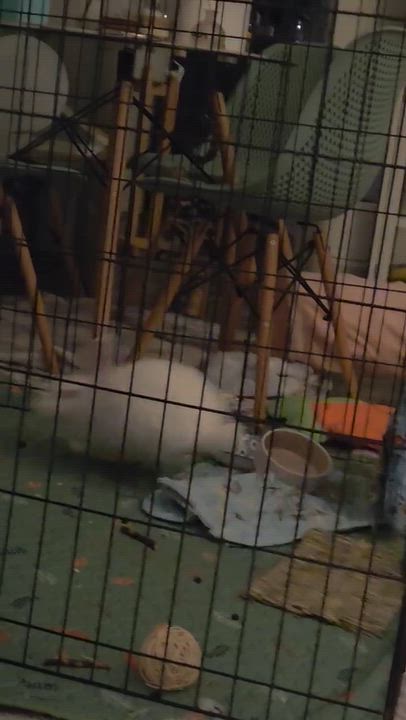 Enlarge Claude, a Adoptable mixed breed in Midlothian, VA video 4/5