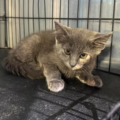Rapunzel, a Adoptable mixed breed in Amarillo, TX image 2/4