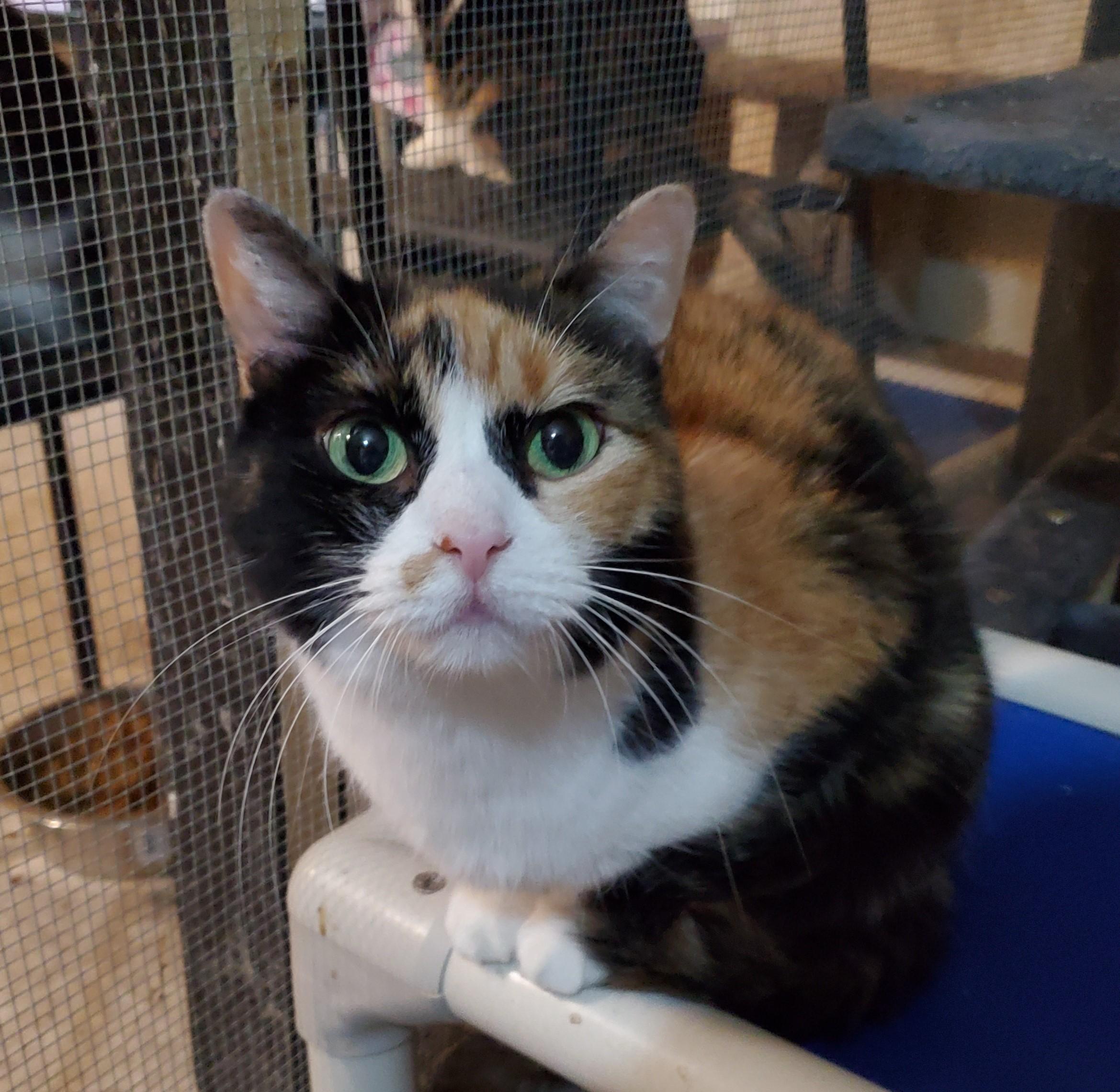 Josephine, Adoptable, Senior Female Domestic Short Hair.