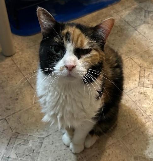 Enlarge Josephine, a Adoptable Domestic Short Hair in Springfield, IL image 2/2