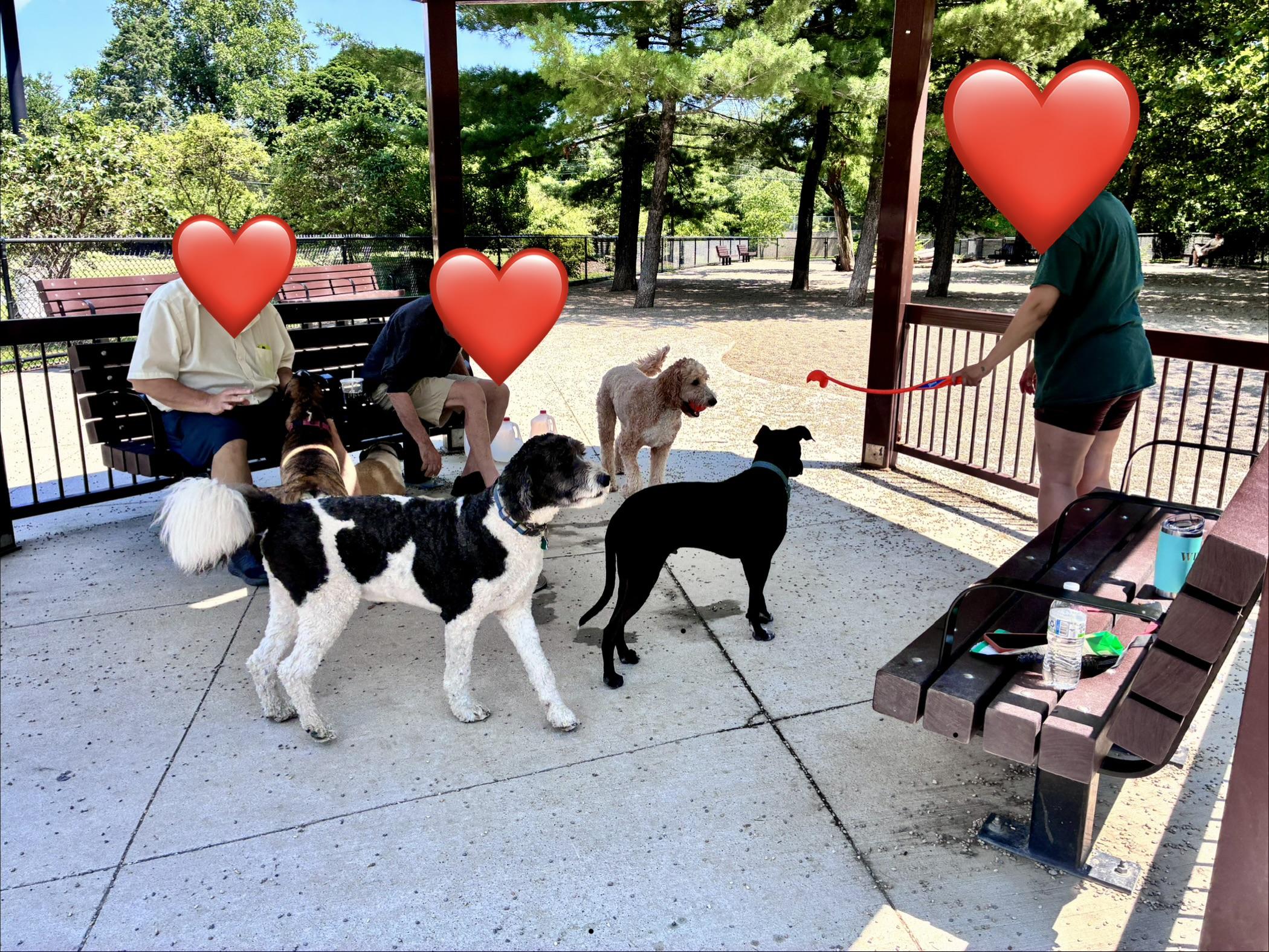 Enlarge Dodger, an adopted Mixed Breed in Dedham, MA image 5/6