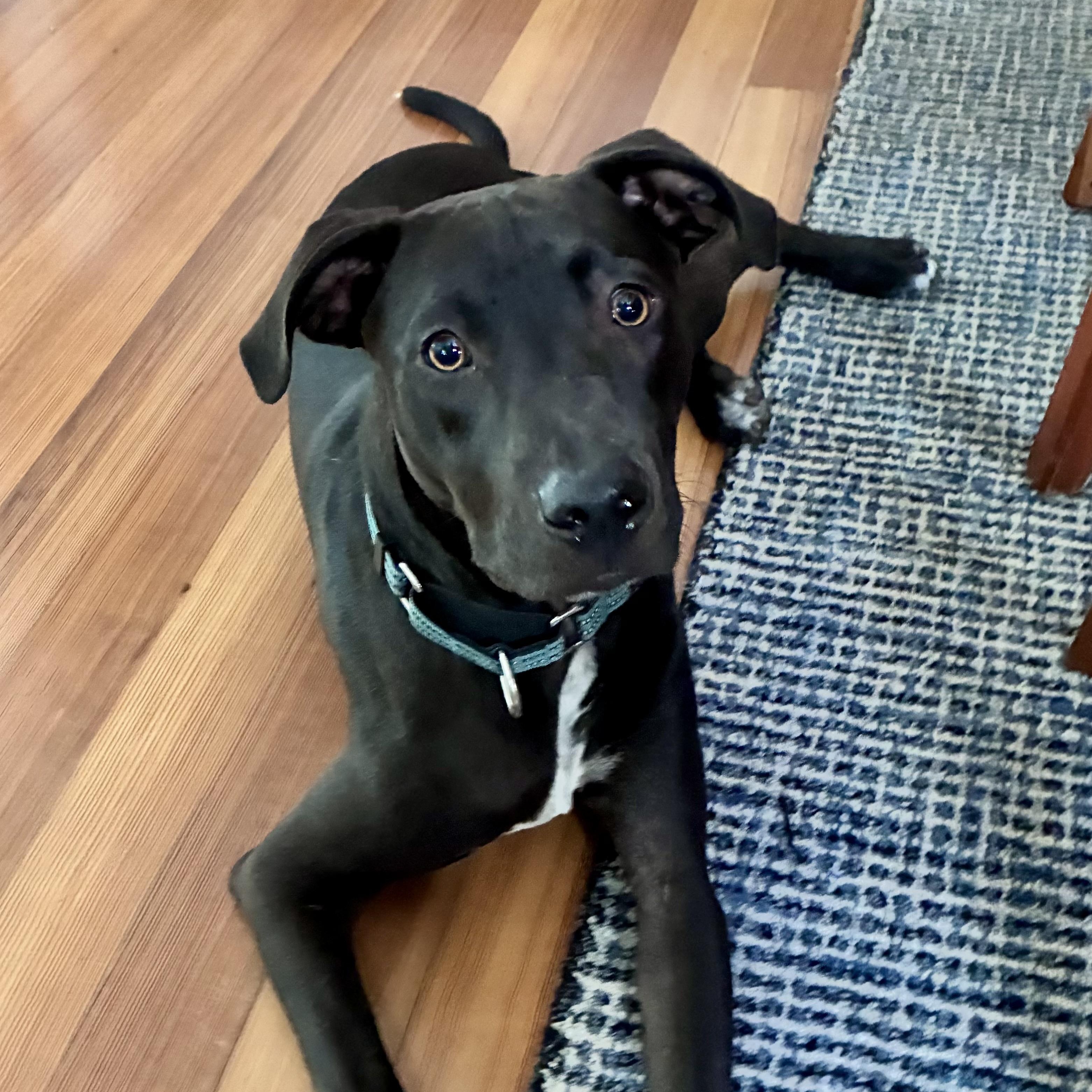 Enlarge Dodger, an adopted Mixed Breed in Dedham, MA image 2/6