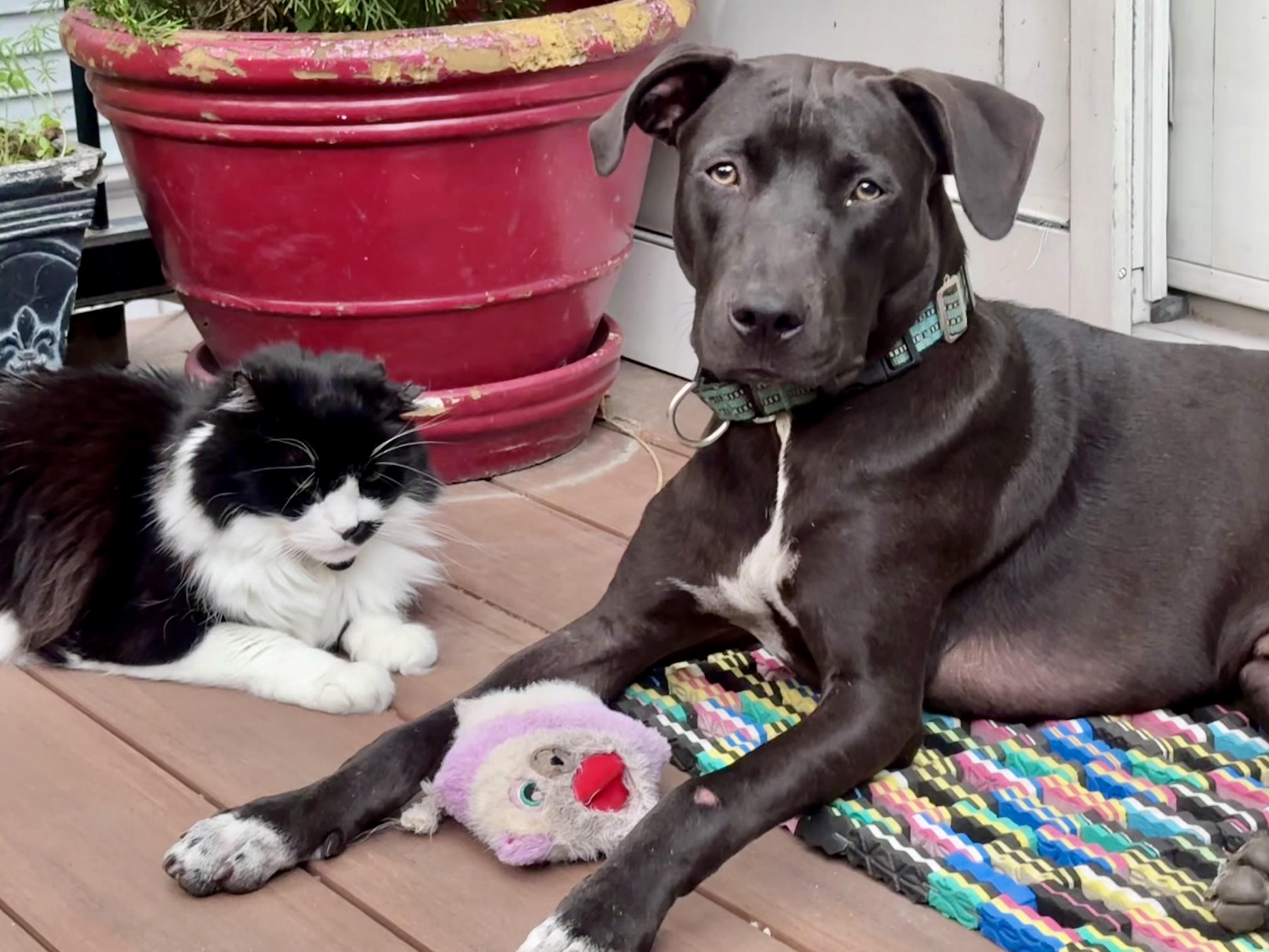 Enlarge Dodger, an adopted Mixed Breed in Dedham, MA image 3/6