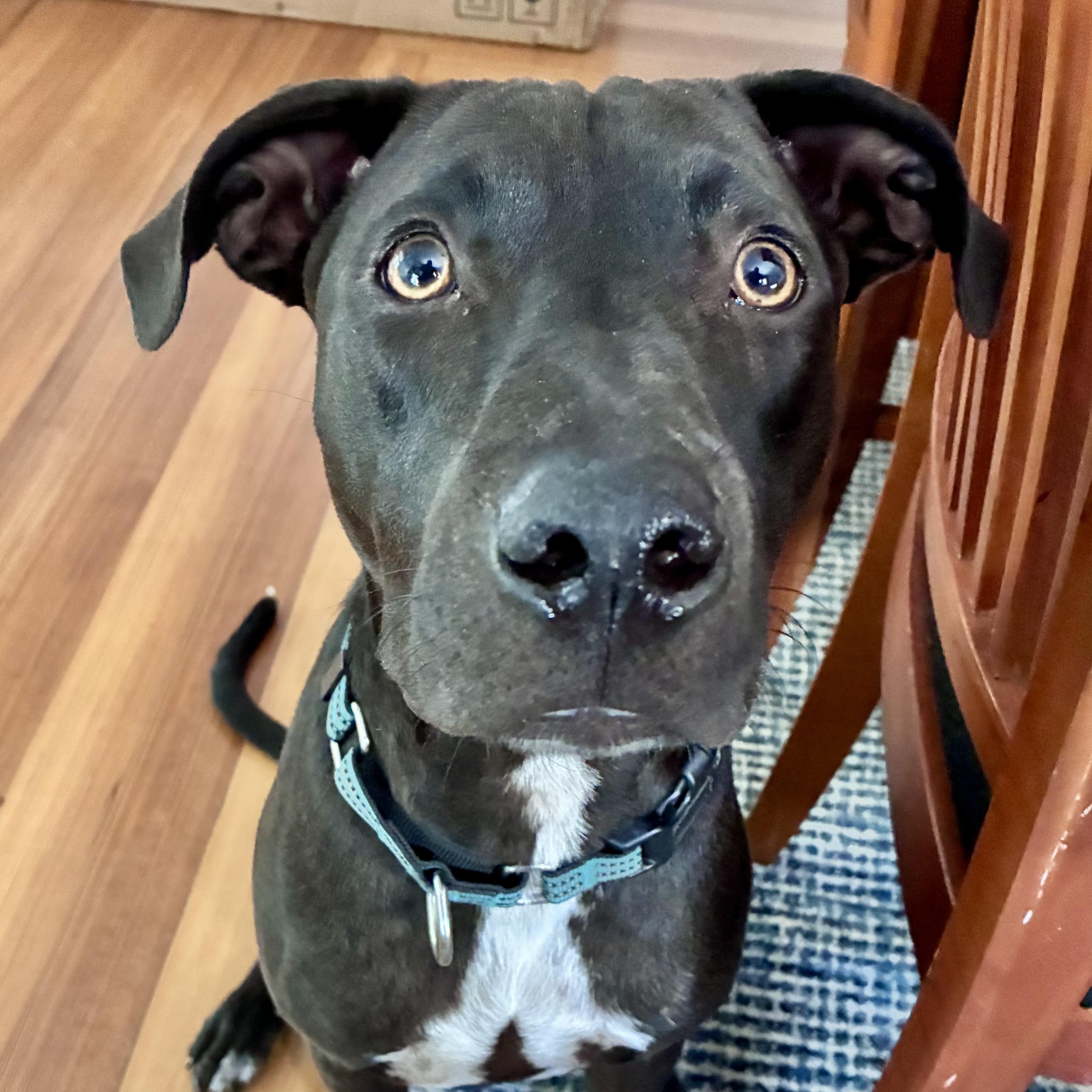 Enlarge Dodger, an adopted Mixed Breed in Dedham, MA image 6/6