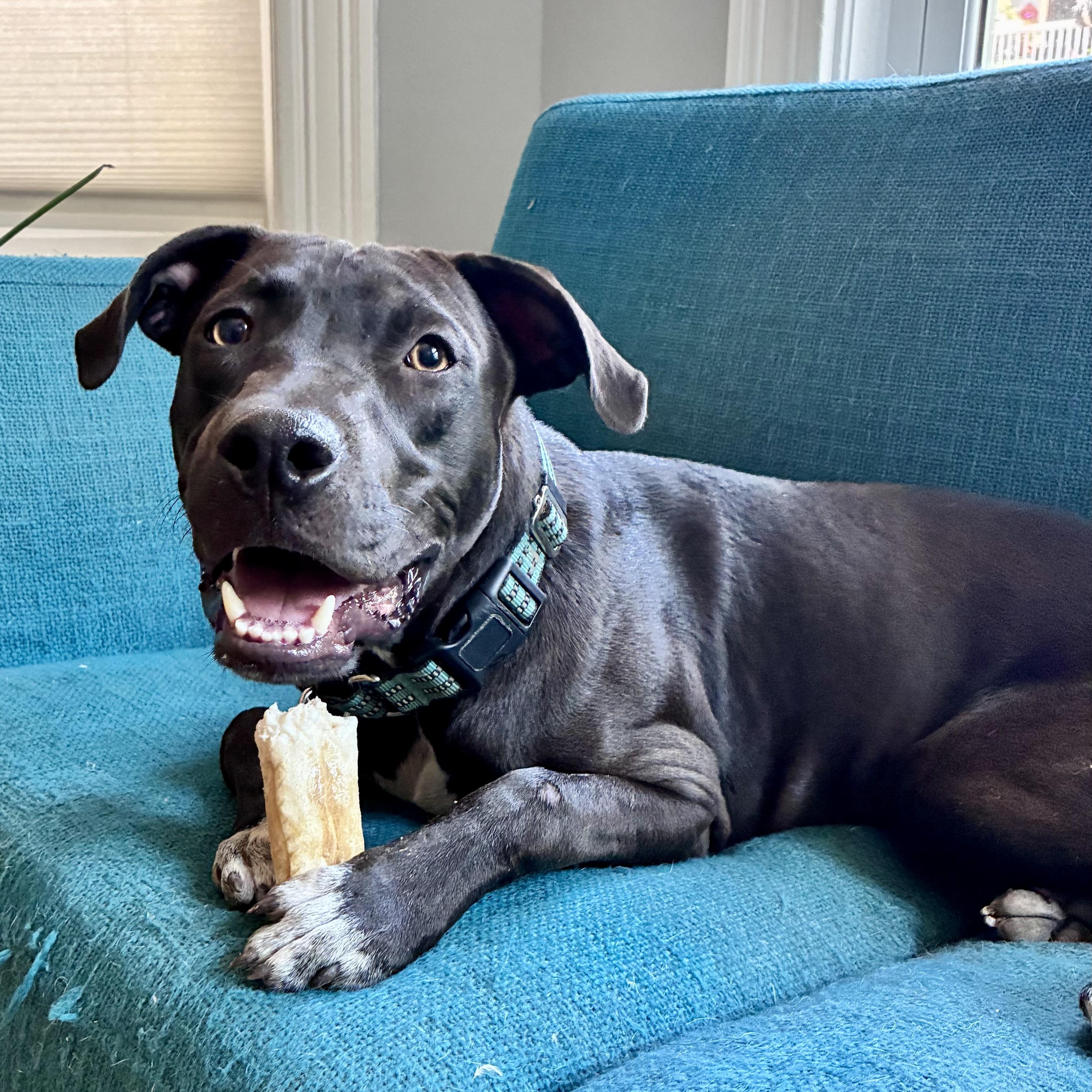 Dodger, adopted, Puppy Male Mixed Breed.