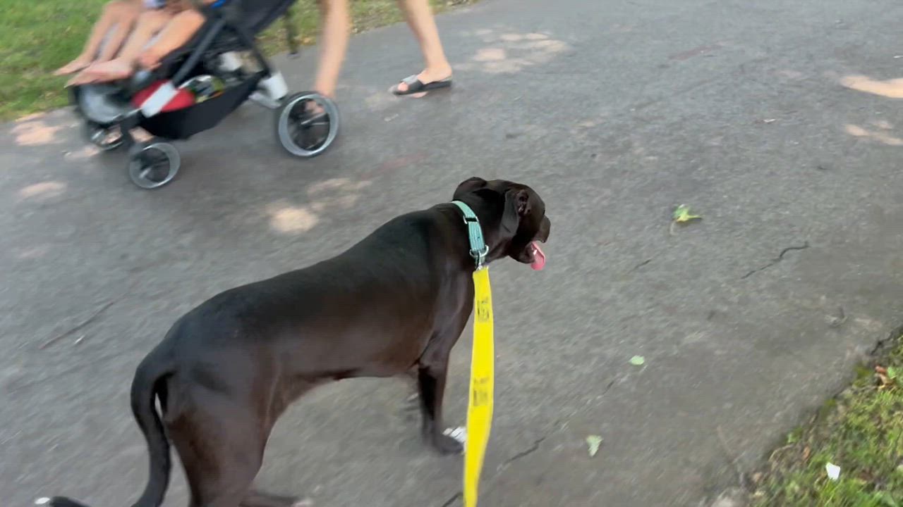 Enlarge Dodger, an adopted Mixed Breed in Dedham, MA video 4/6