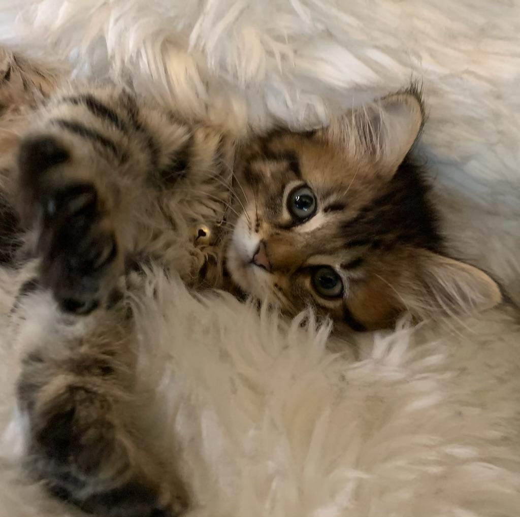 Enlarge Paisley, an adopted Extra-Toes Cat / Hemingway Polydactyl in Pasco, WA image 2/3