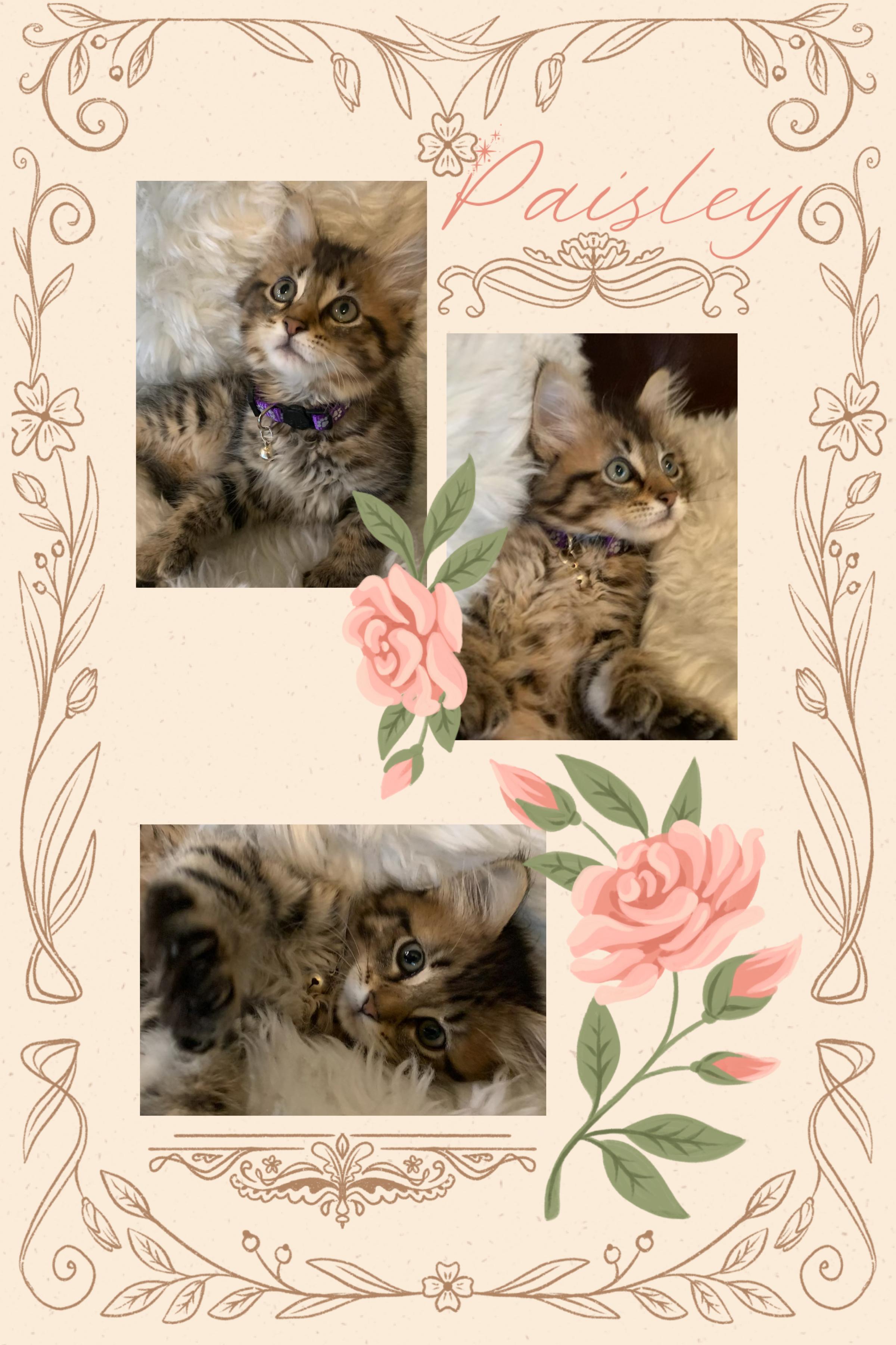 Enlarge Paisley, an adopted Extra-Toes Cat / Hemingway Polydactyl in Pasco, WA image 3/3