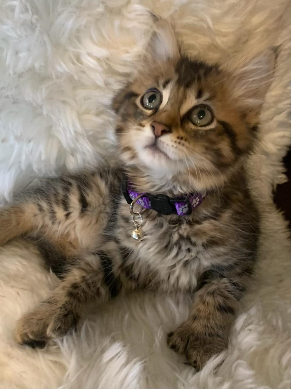 Enlarge Paisley, an adopted Extra-Toes Cat / Hemingway Polydactyl in Pasco, WA image 1/3