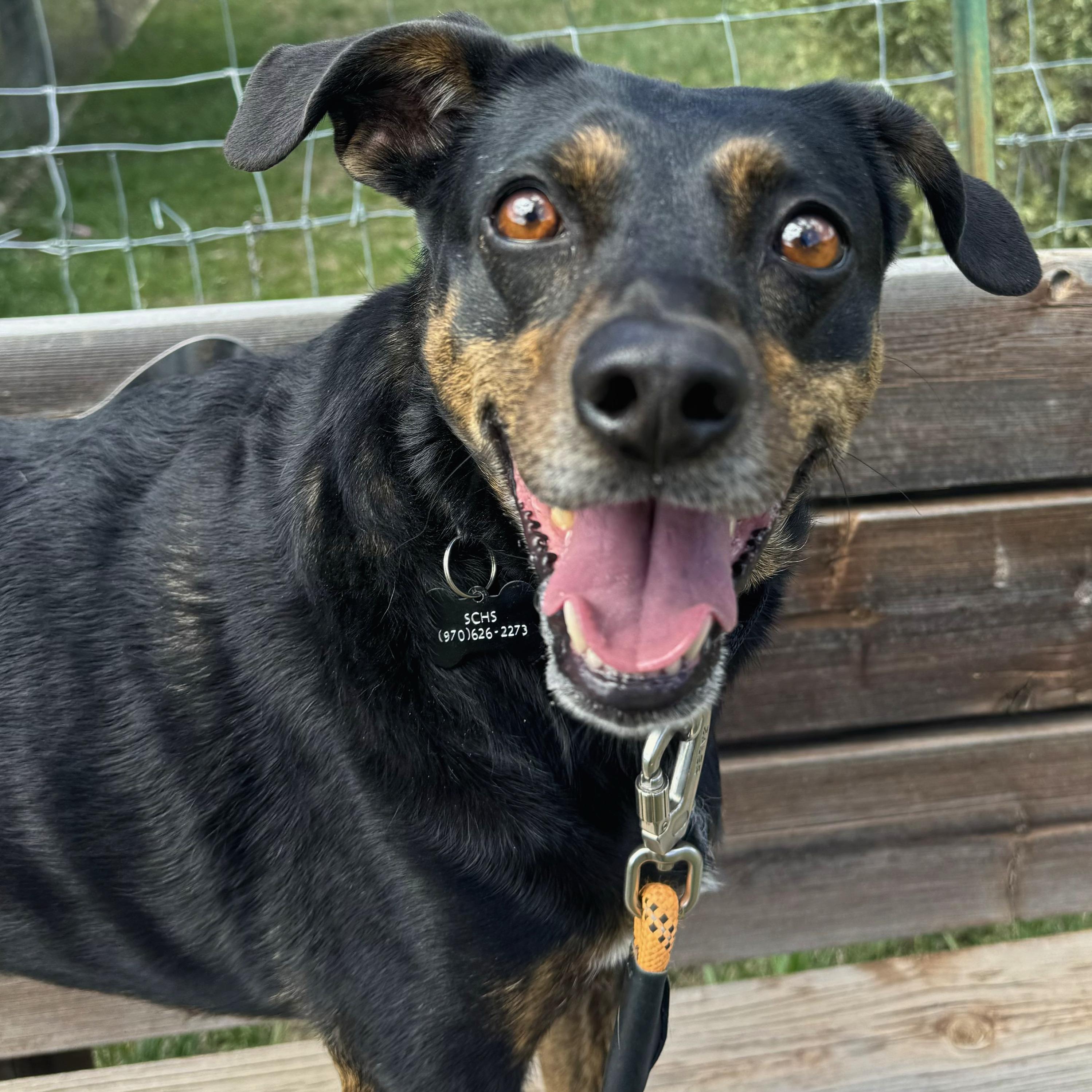 Enlarge Louie, an adoptable mixed breed in Ridgway, CO image 5/6