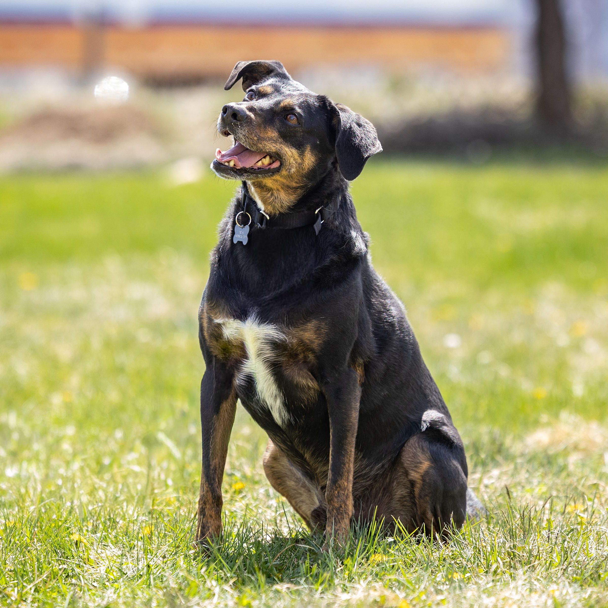 Enlarge Louie, an adoptable mixed breed in Ridgway, CO image 6/6