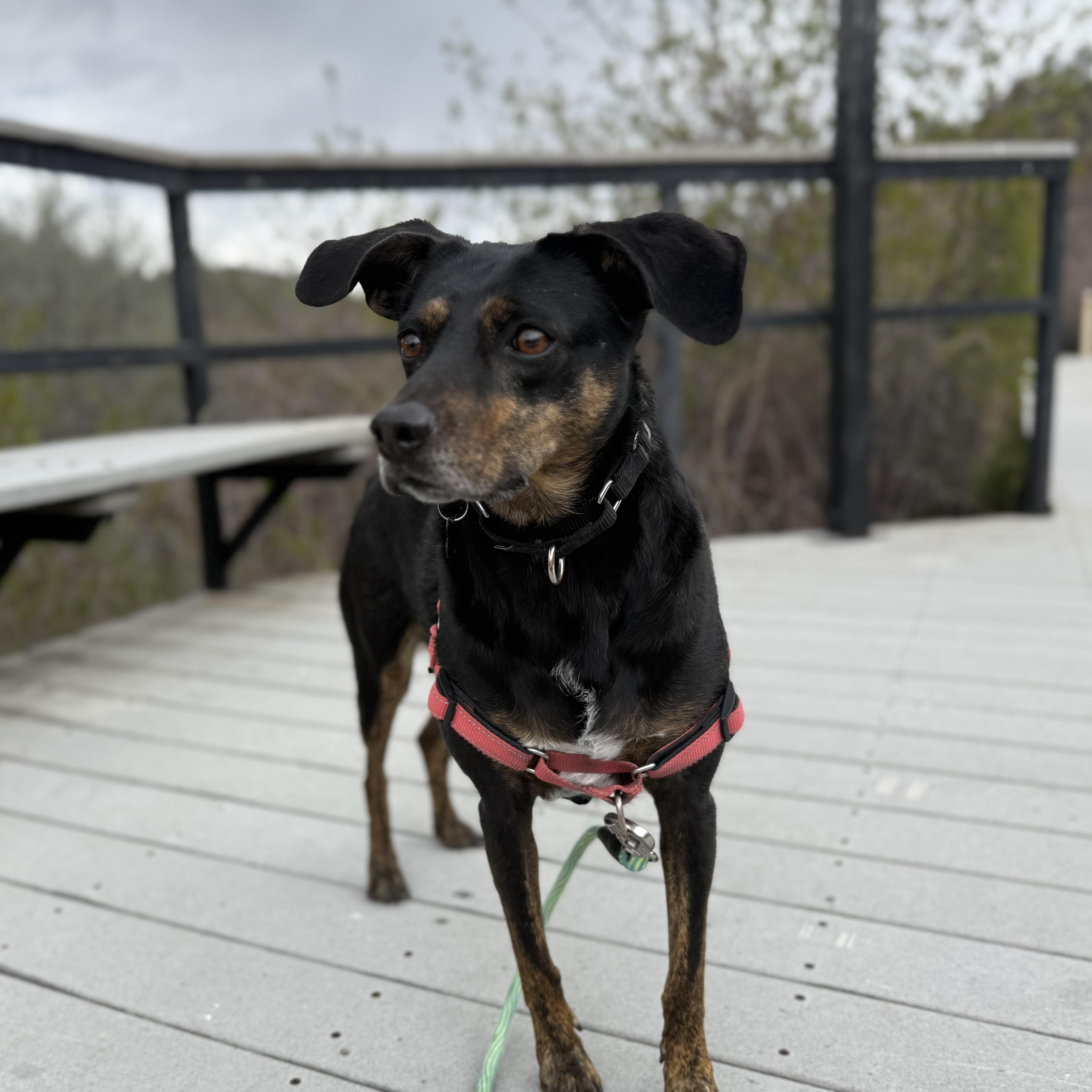 Enlarge Louie, an adoptable mixed breed in Ridgway, CO image 3/6