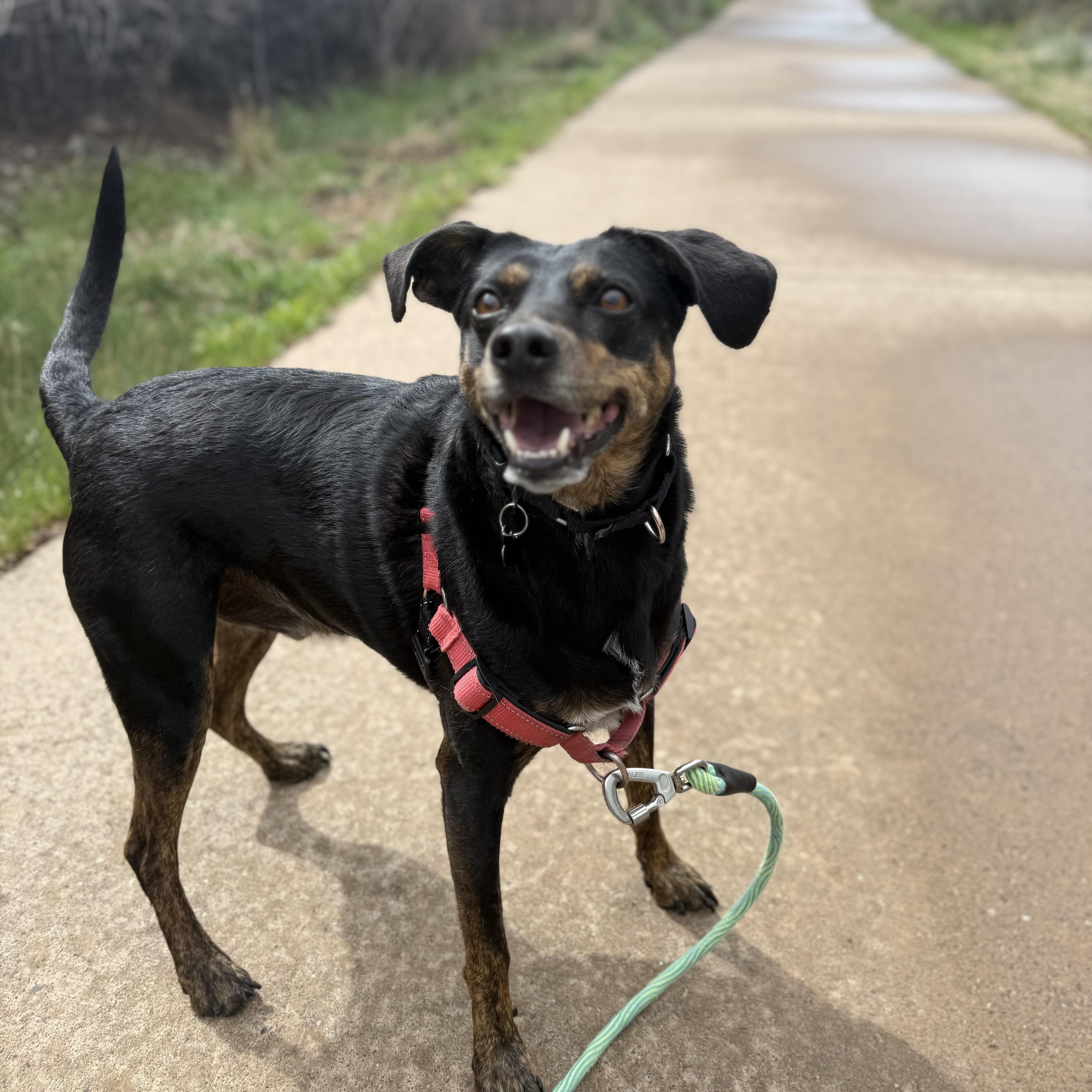 Louie, adoptable, Adult Male Miniature Pinscher & Black and Tan Coonhound.