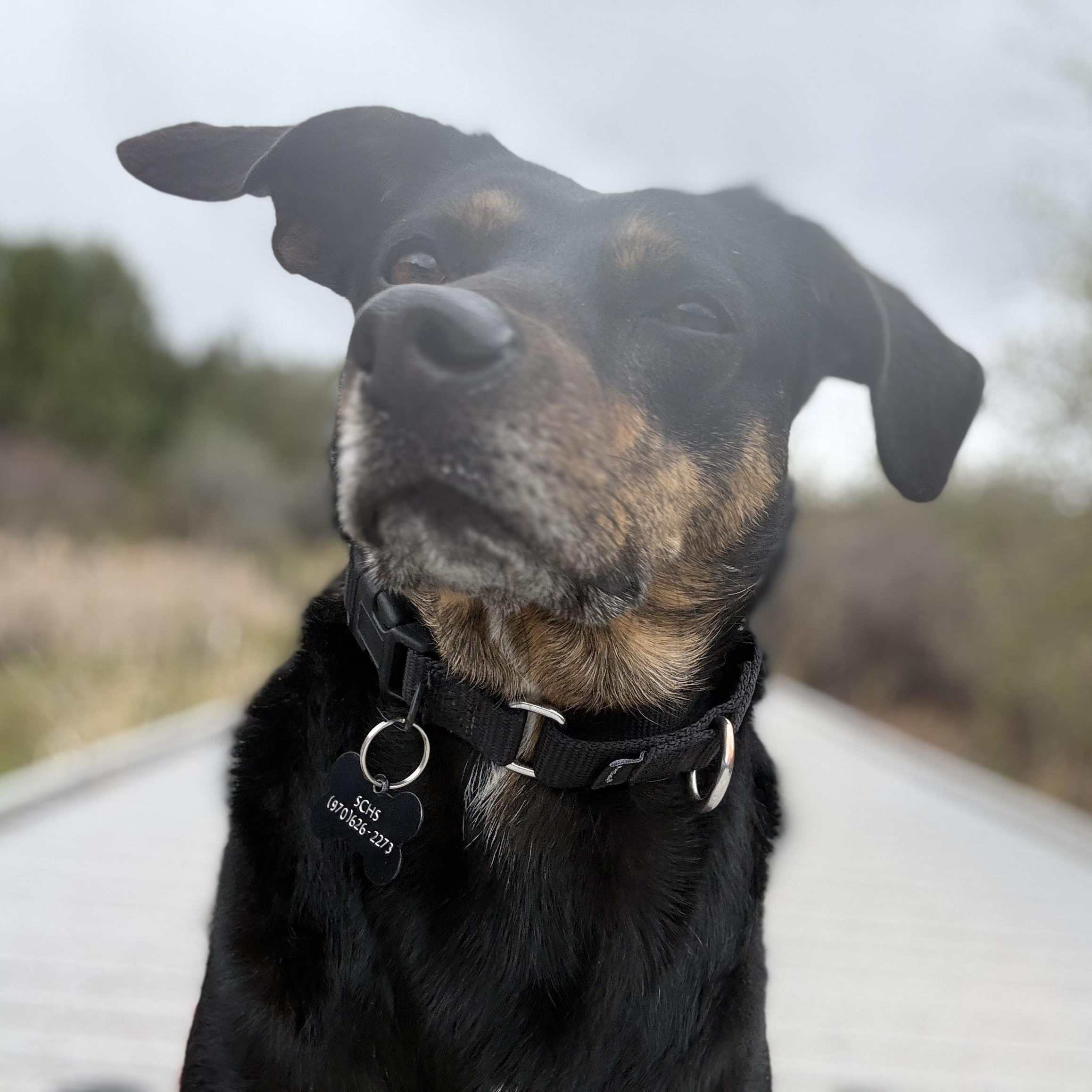 Enlarge Louie, an adoptable mixed breed in Ridgway, CO image 4/6