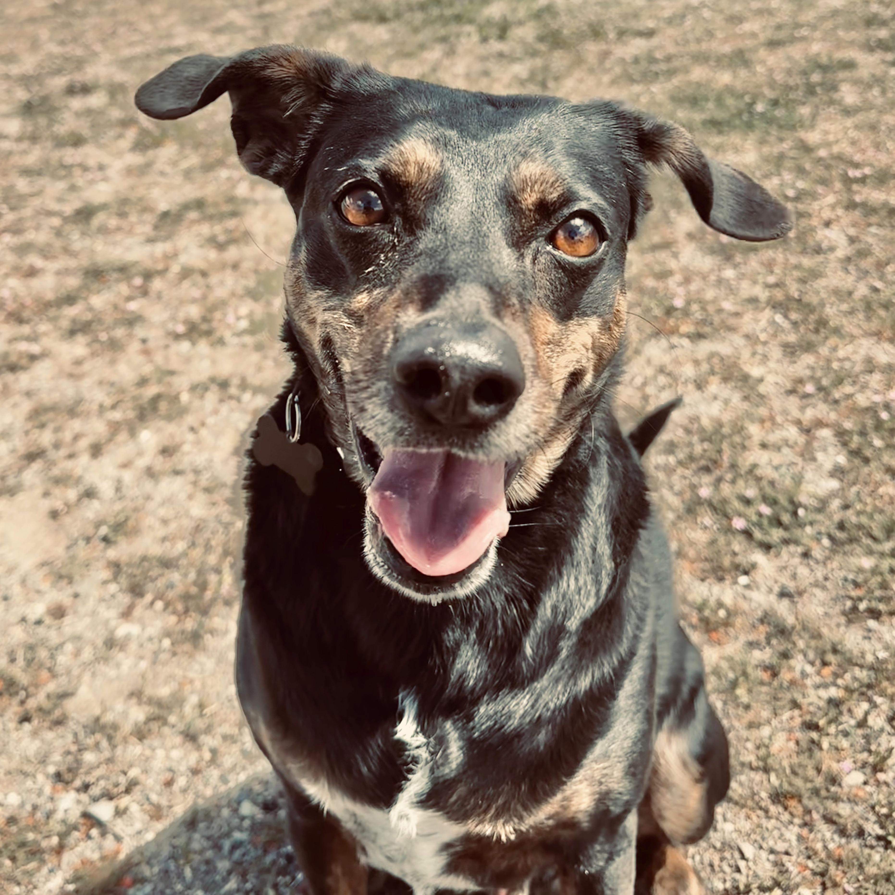 Enlarge Louie, an adoptable mixed breed in Ridgway, CO image 3/6