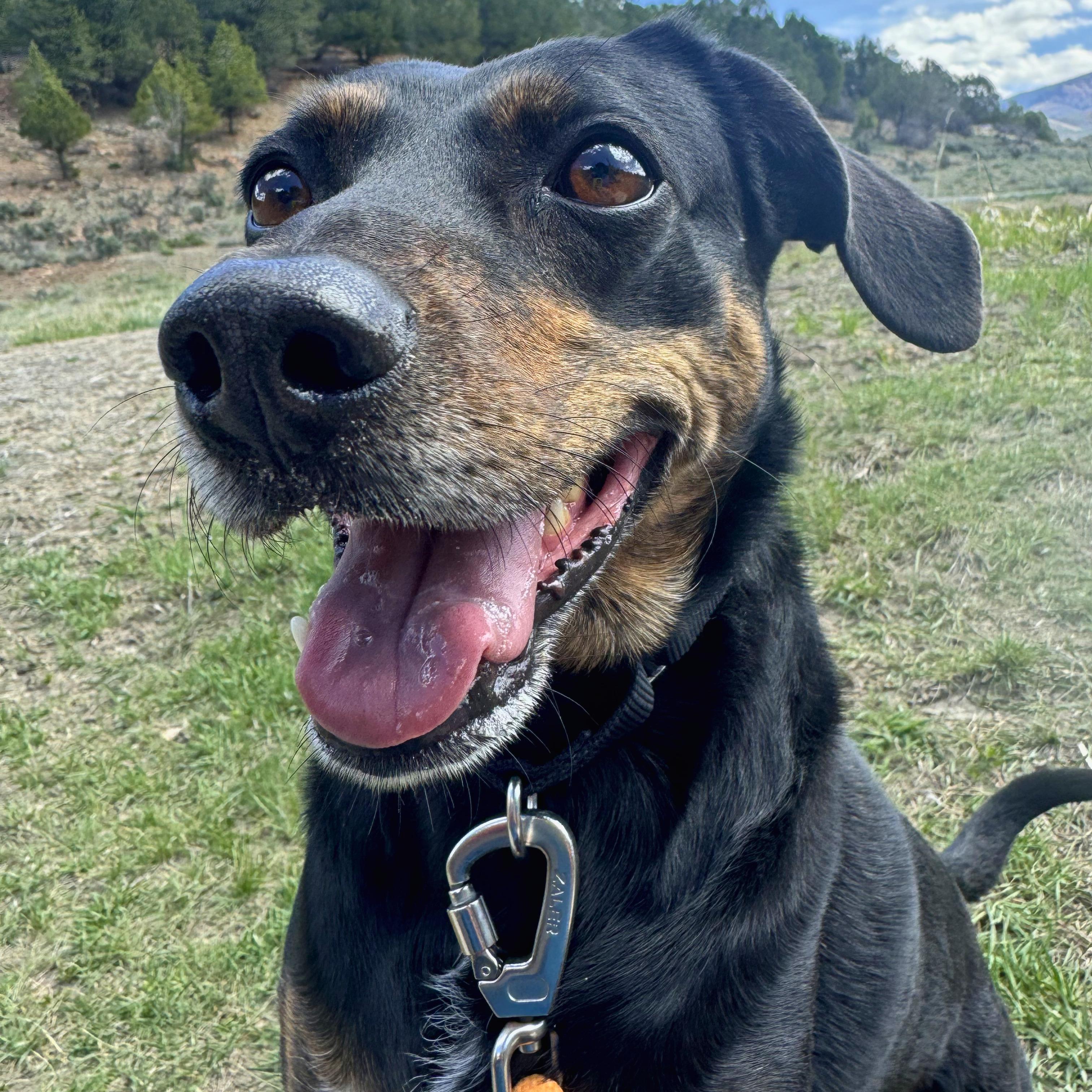 Enlarge Louie, an adoptable mixed breed in Ridgway, CO image 2/6