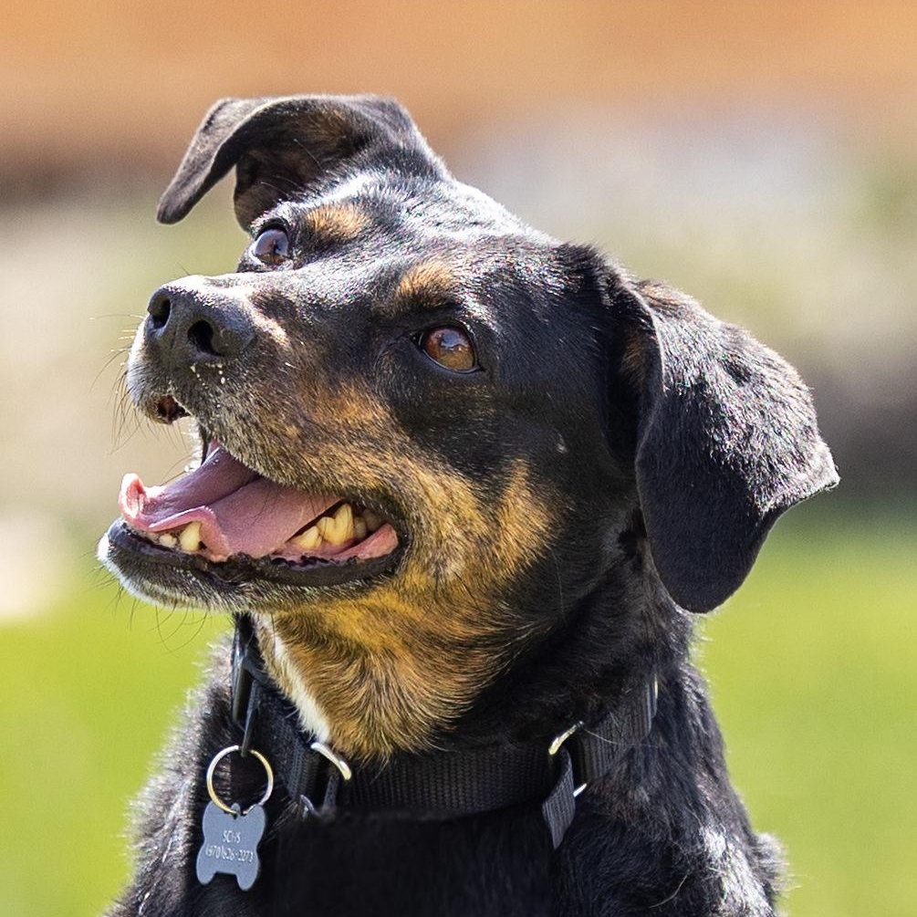 Enlarge Louie, an adoptable mixed breed in Ridgway, CO image 1/6
