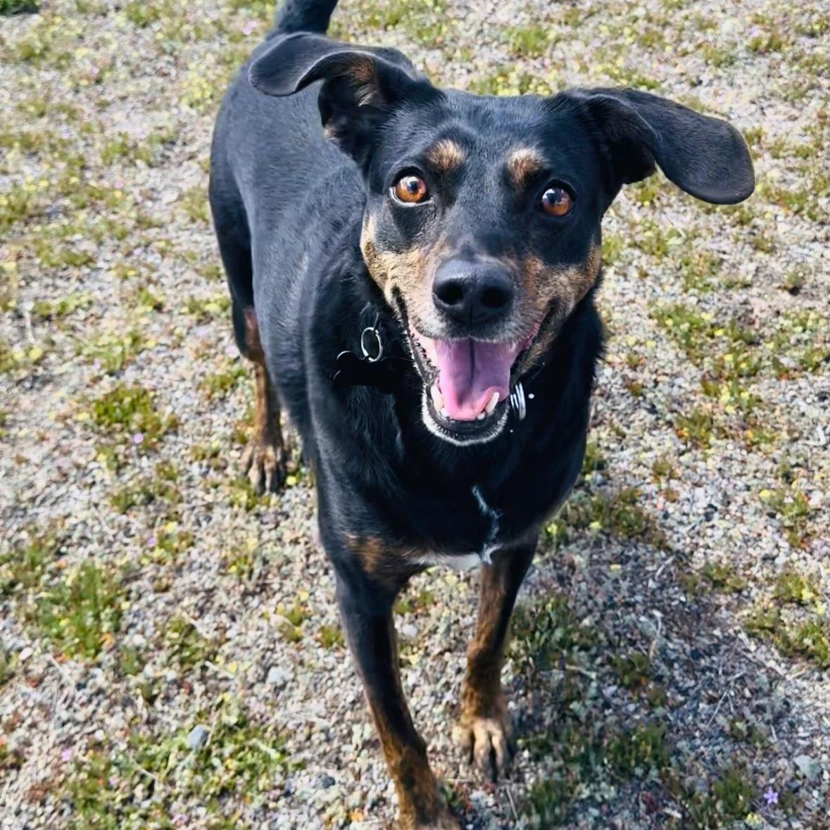Enlarge Louie, an adoptable mixed breed in Ridgway, CO image 4/6