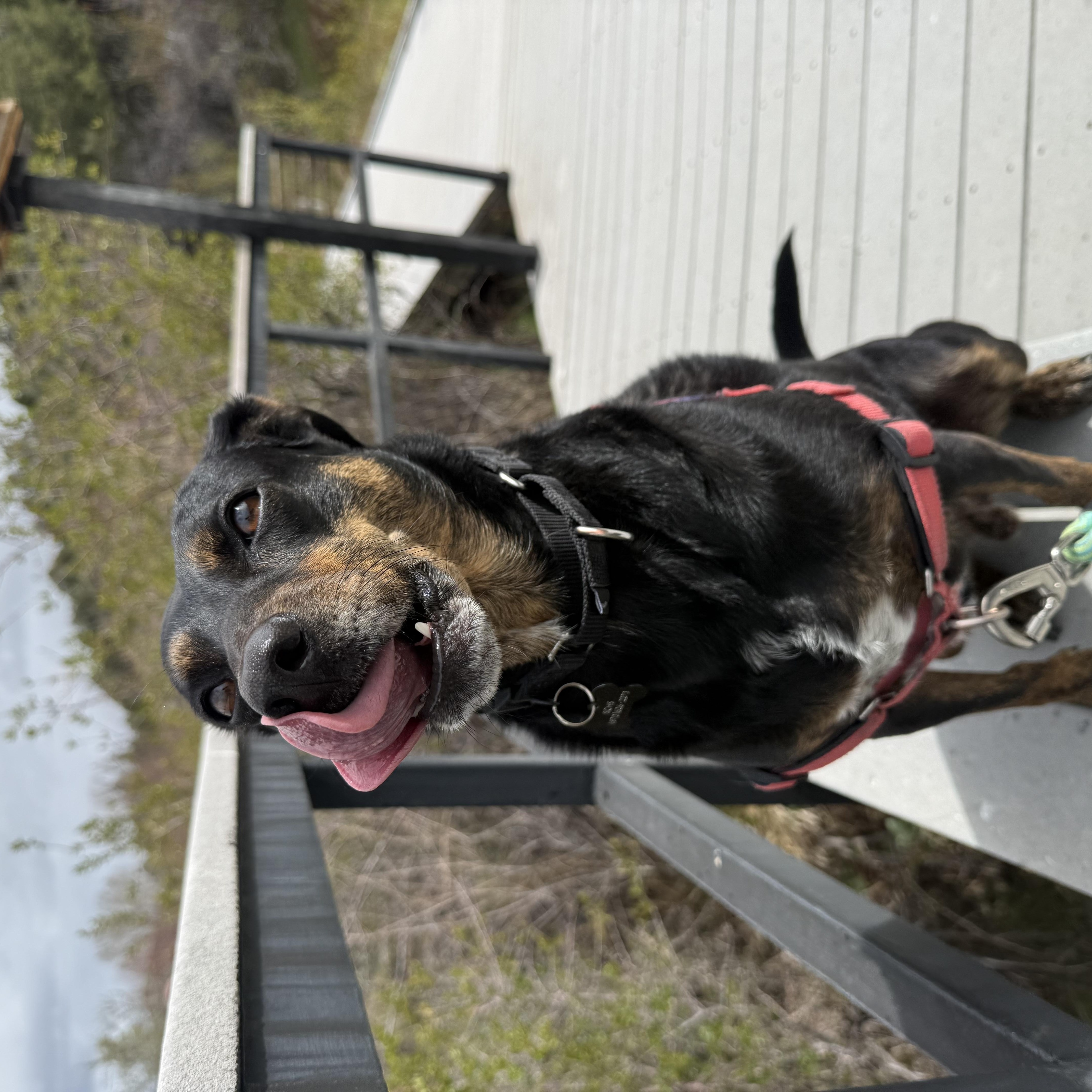 Enlarge Louie, an adoptable mixed breed in Ridgway, CO image 5/6