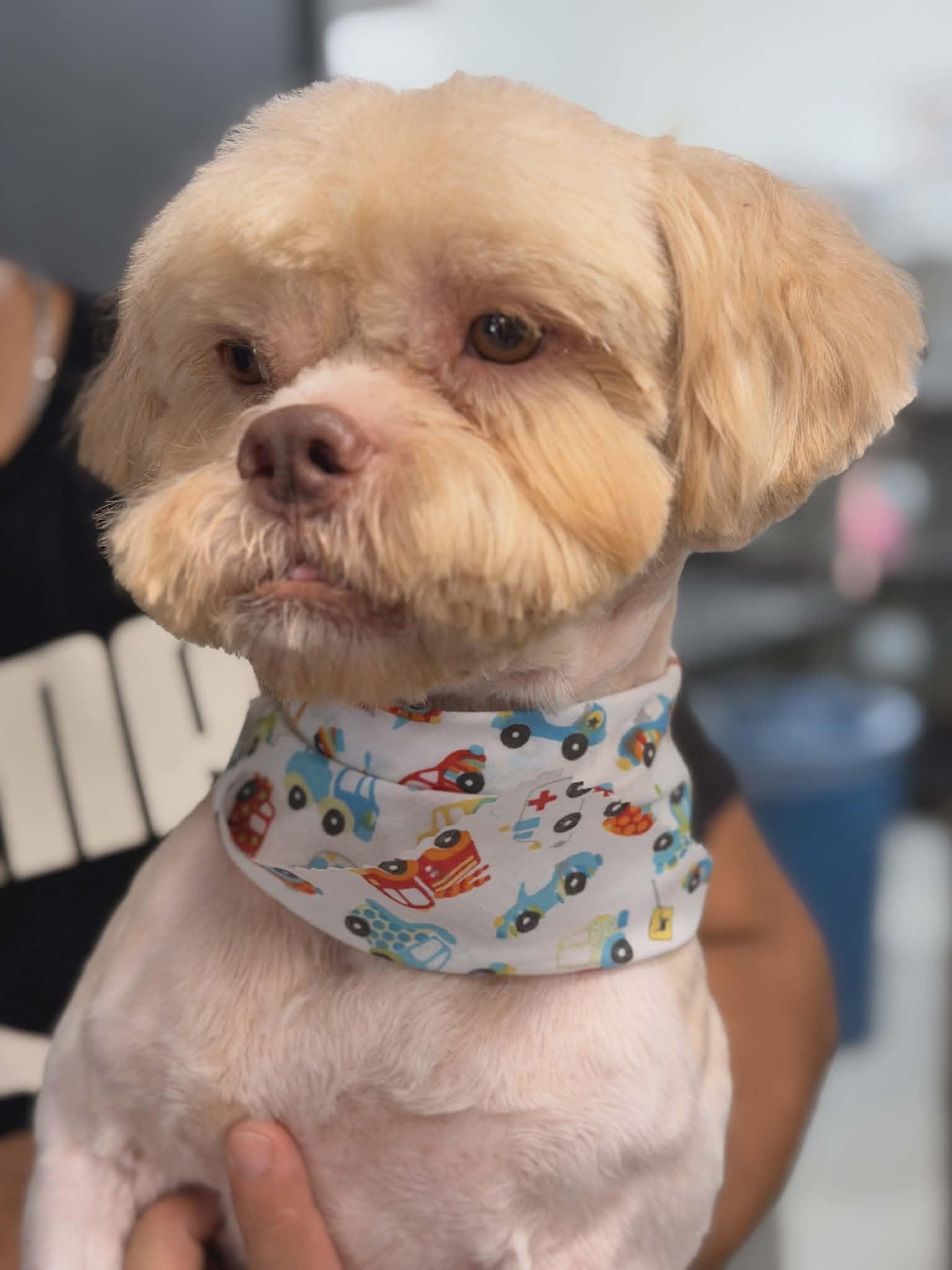 Enlarge Frankie, an adopted mixed breed in Huntington, NY image 2/3
