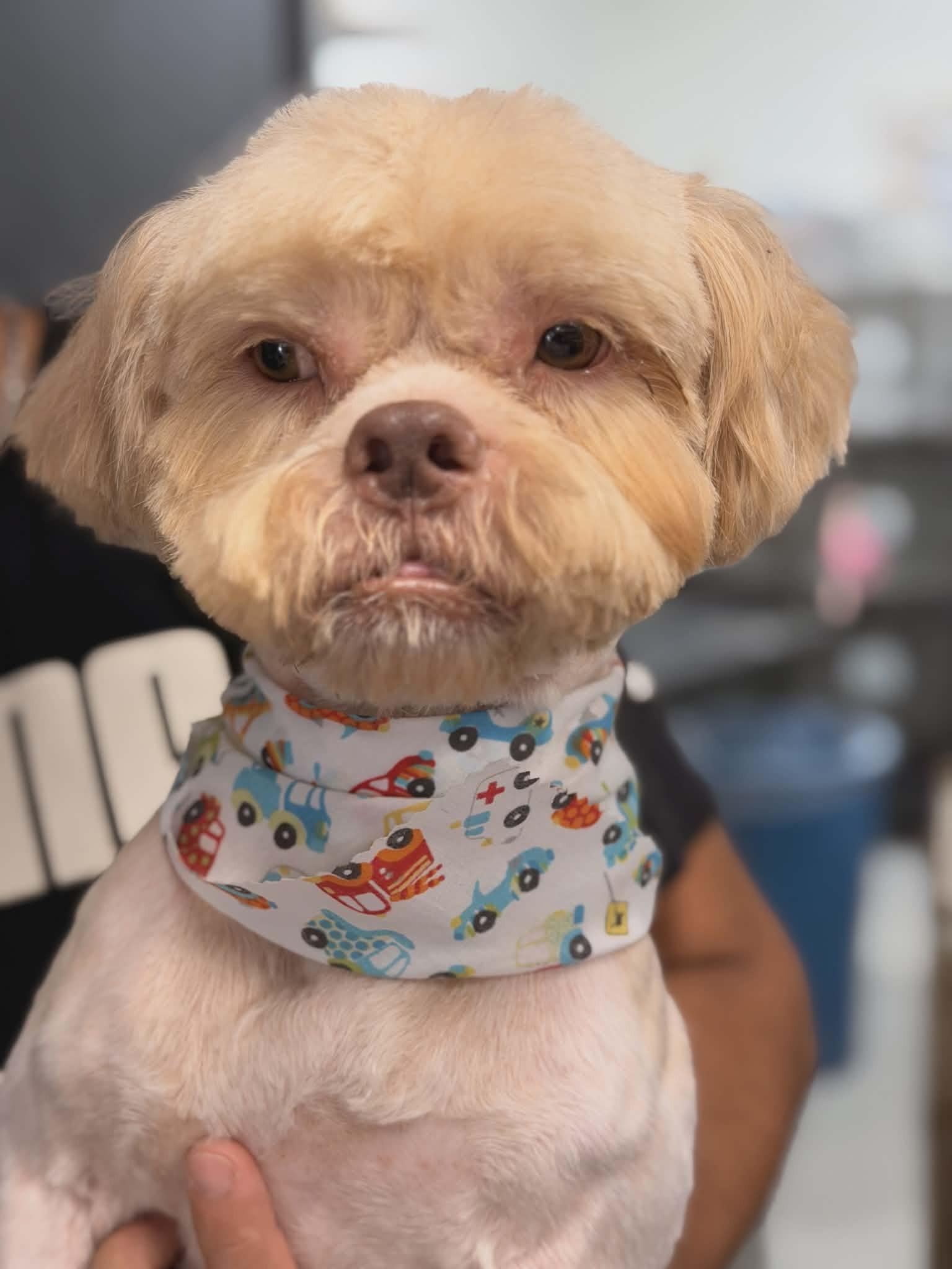 Enlarge Frankie, an adopted mixed breed in Huntington, NY image 3/3