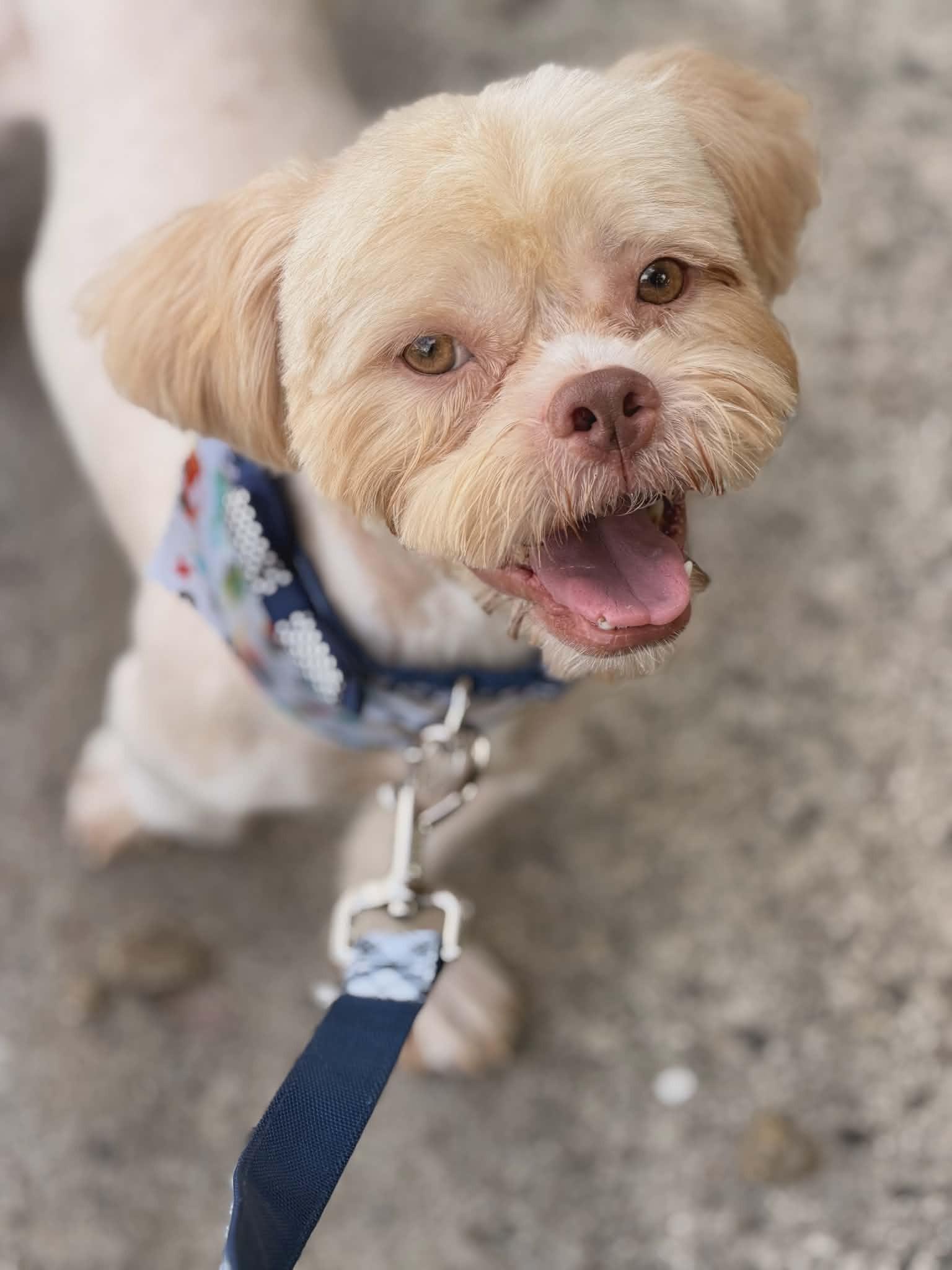 Frankie, adopted, Young Male Shih Tzu.