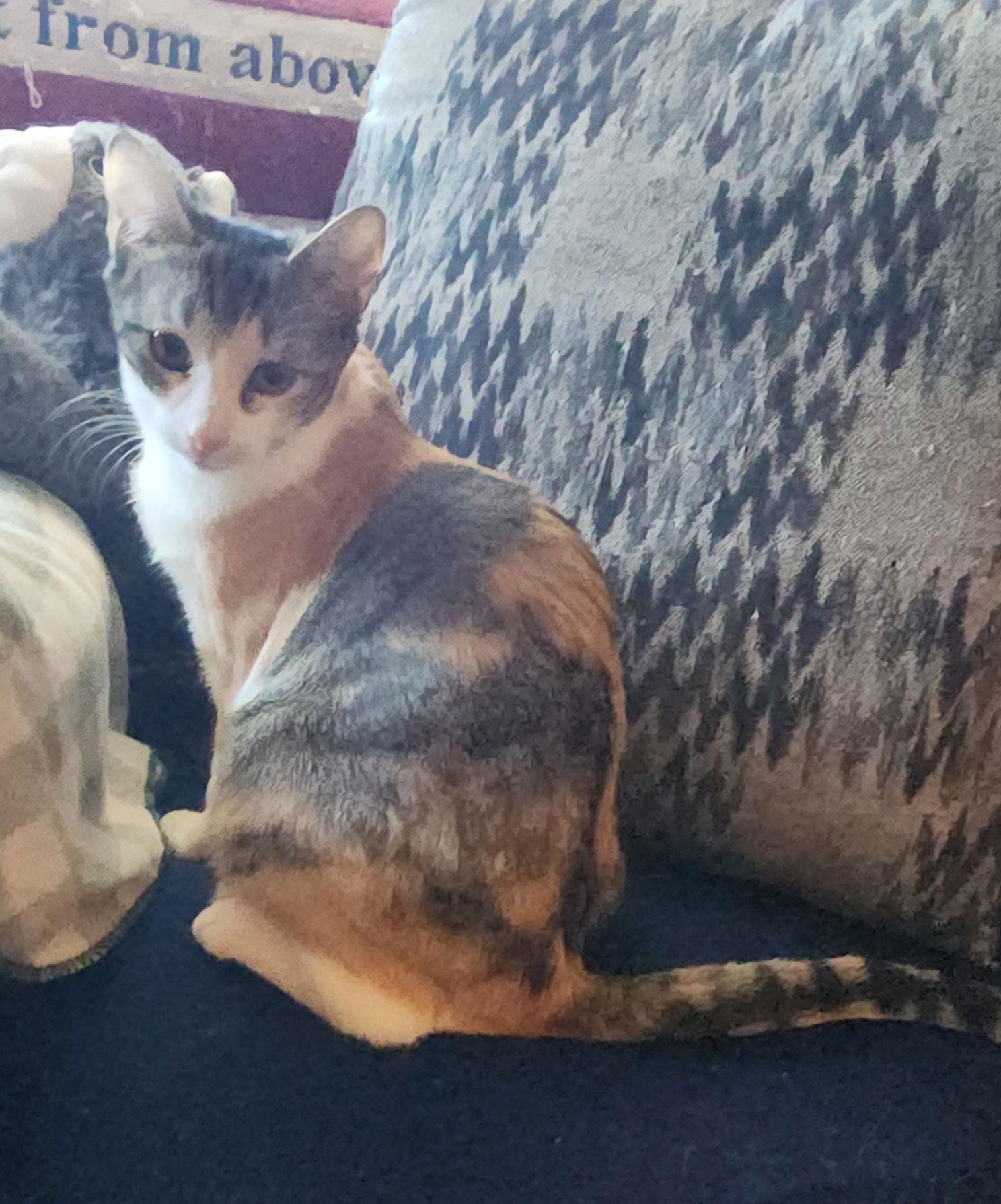 Miwuk, Adoptable, Young Female Domestic Short Hair.