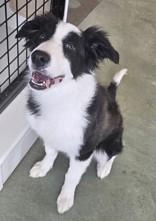 Enlarge Sally , an adopted Border Collie in Edgewood, NM image 3/3