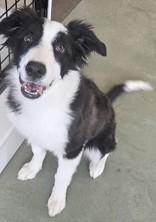 Sally , adopted, Young Female Border Collie.
