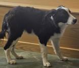 Enlarge Sally , an adopted Border Collie in Edgewood, NM image 2/3