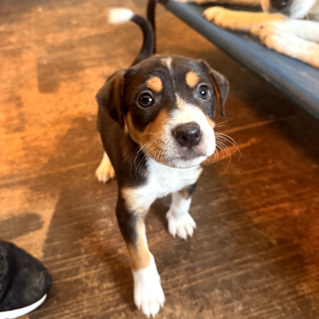 Enlarge French Dip, a Adoptable mixed breed in Jersey City, NJ image 1/1