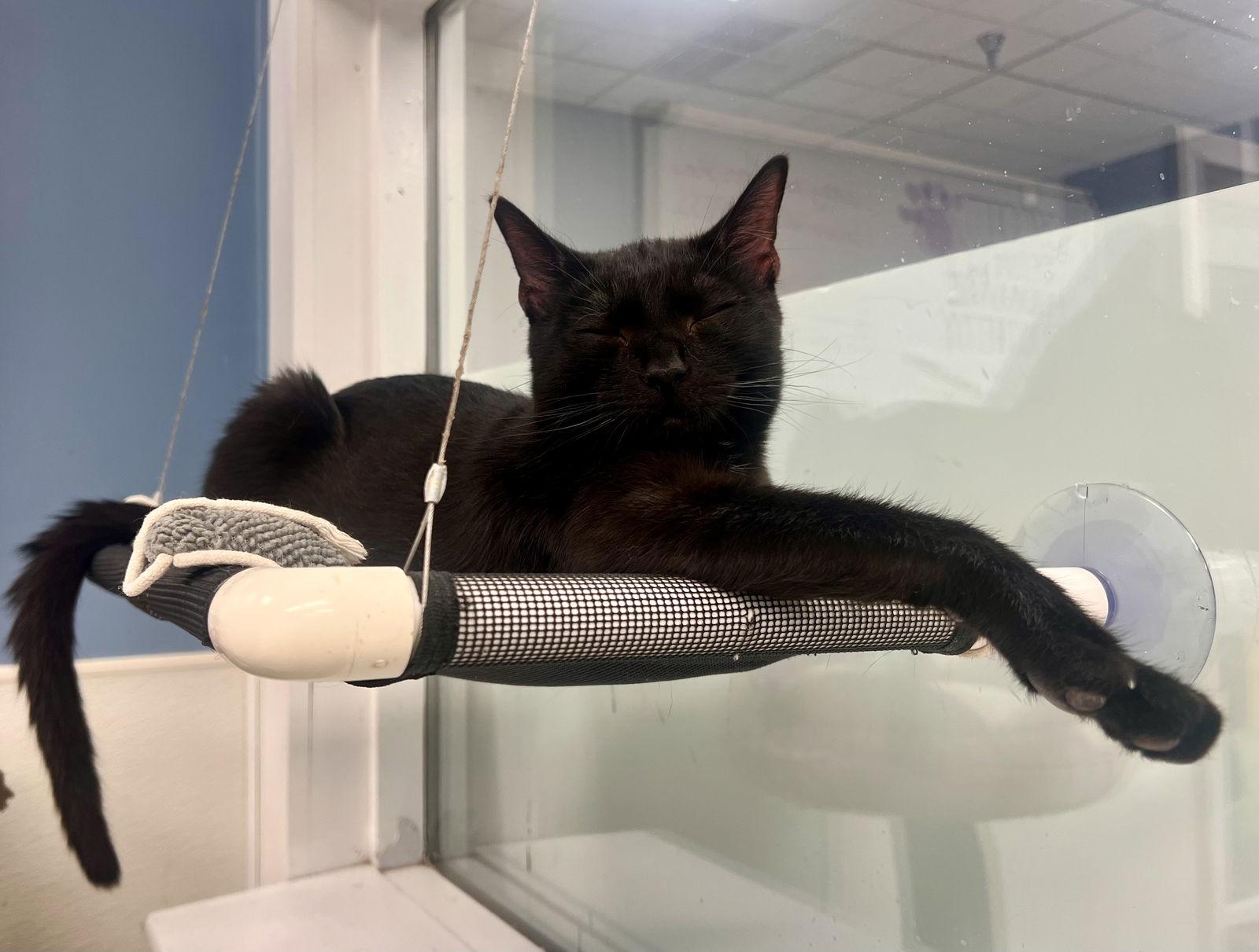 Dale, Adoptable, Adult Male Domestic Short Hair.