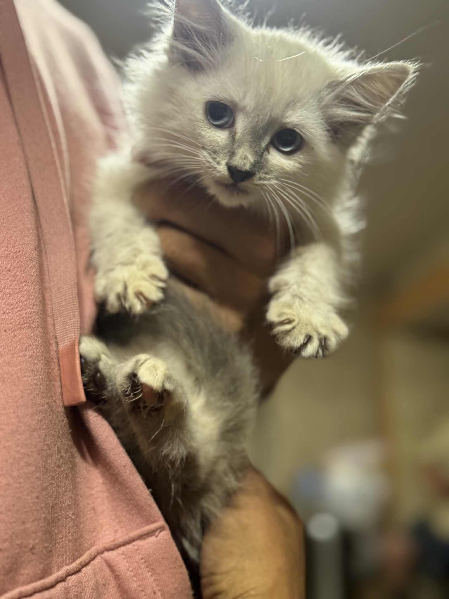 Dolly, an adopted mixed breed in Lucedale, MS image 2/2