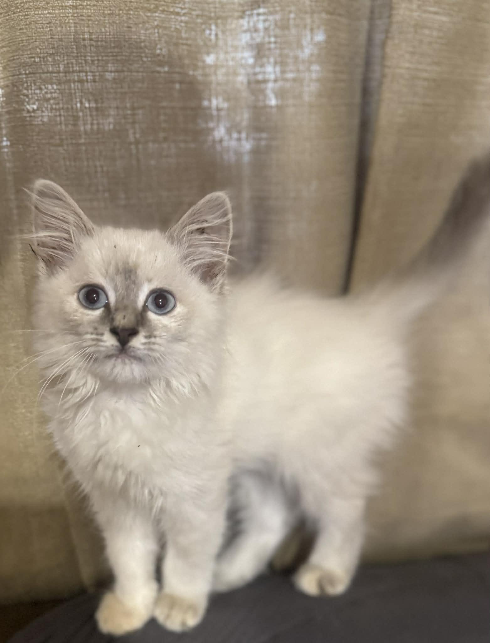 Dolly, adopted, Kitten Female Siamese.