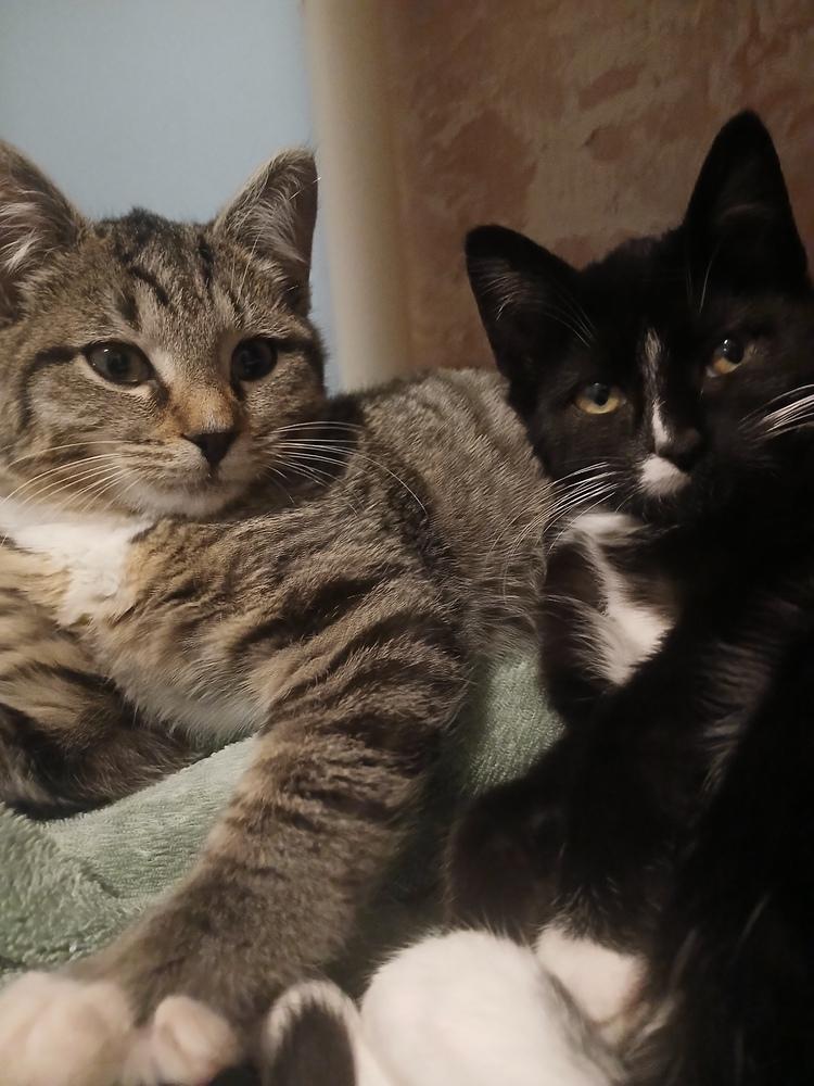 Edgar (25-235 C), Adoptable, Kitten Male Domestic Short Hair.