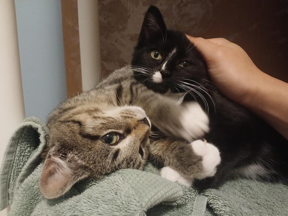 Edgar (25-235 C), a Adoptable Domestic Short Hair in Lansing, MI image 2/6