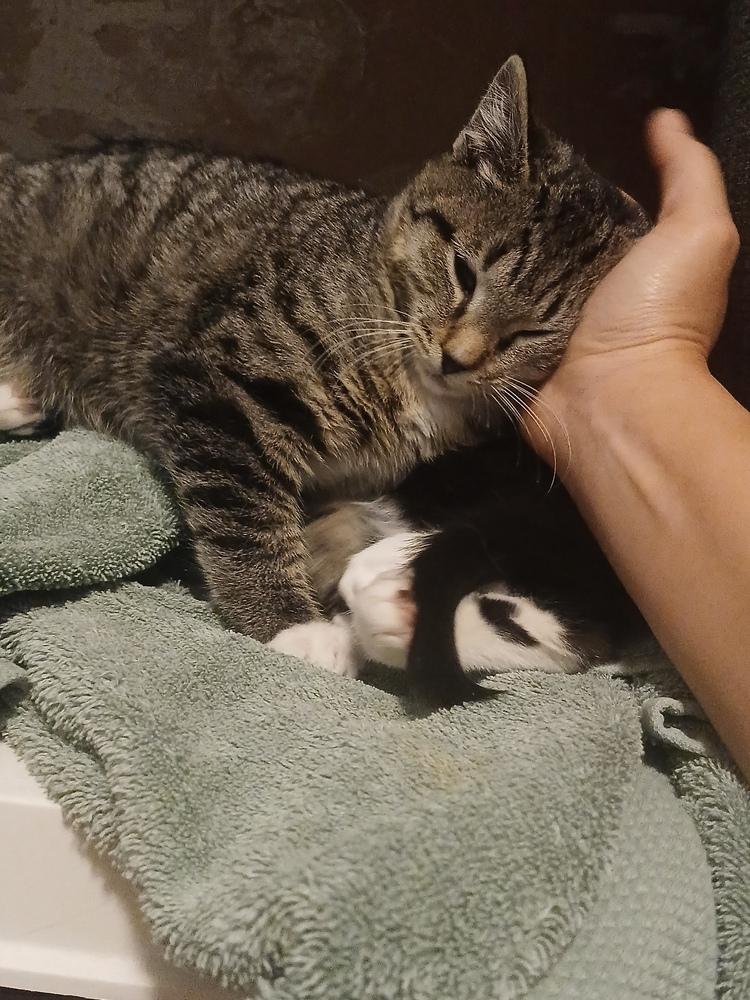 Edgar (25-235 C), a Adoptable Domestic Short Hair in Lansing, MI image 3/6