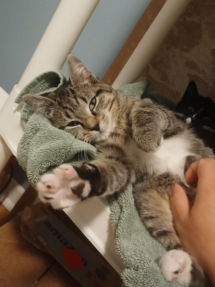 Edgar (25-235 C), a Adoptable Domestic Short Hair in Lansing, MI image 4/6