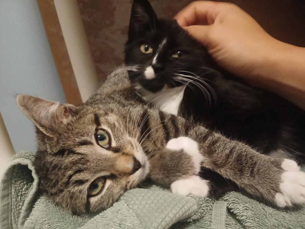 Edgar (25-235 C), a Adoptable Domestic Short Hair in Lansing, MI image 5/6