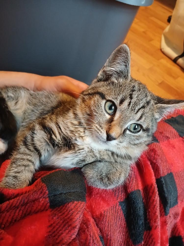 Edgar (25-235 C), a Adoptable Domestic Short Hair in Lansing, MI image 6/6