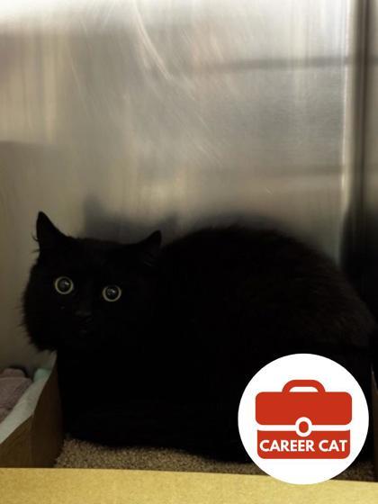 Enlarge Otter, a Adoptable mixed breed in Roseville, CA image 1/1