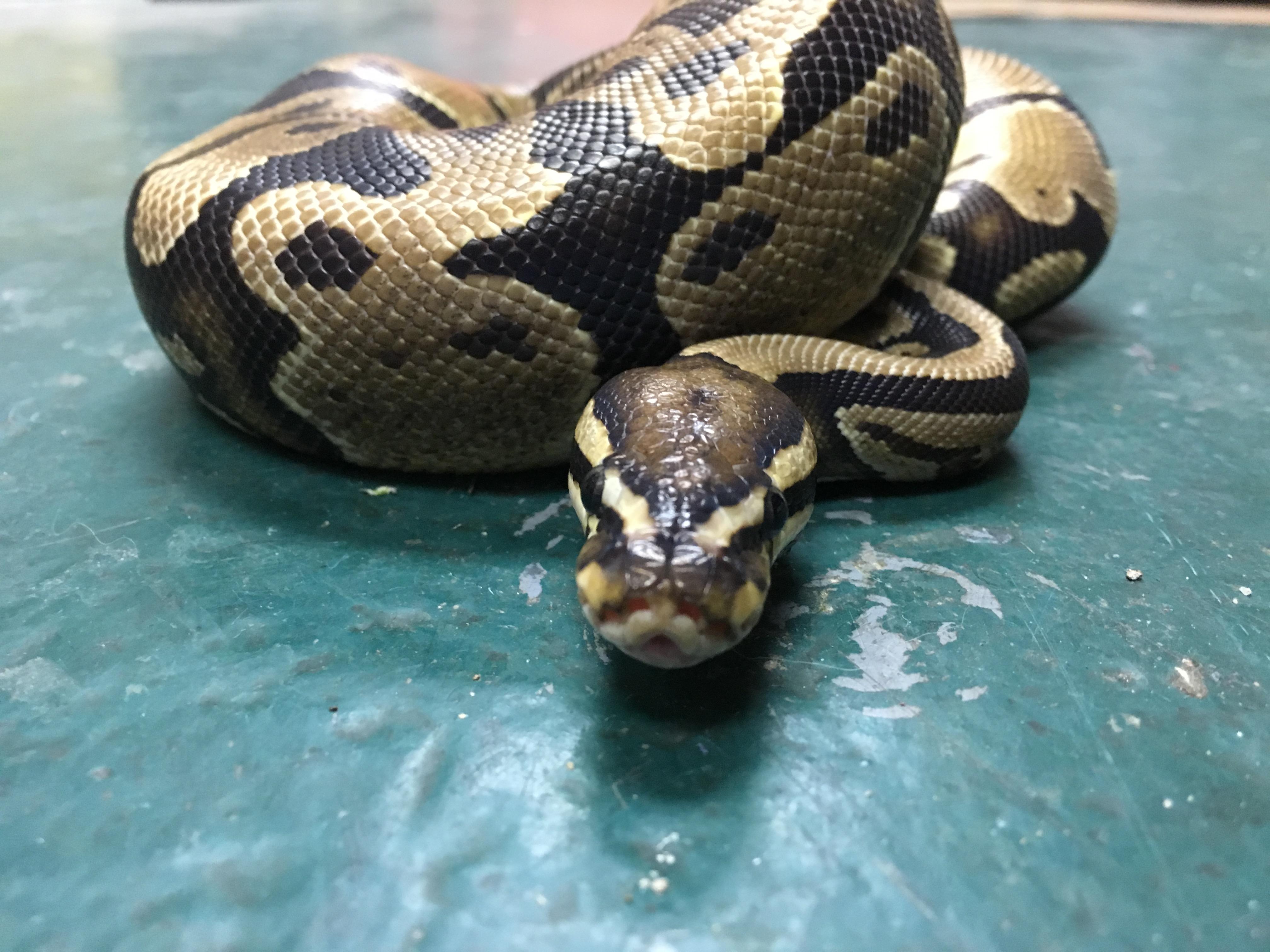 Eddie, Adopted, Senior Male Ball Python.
