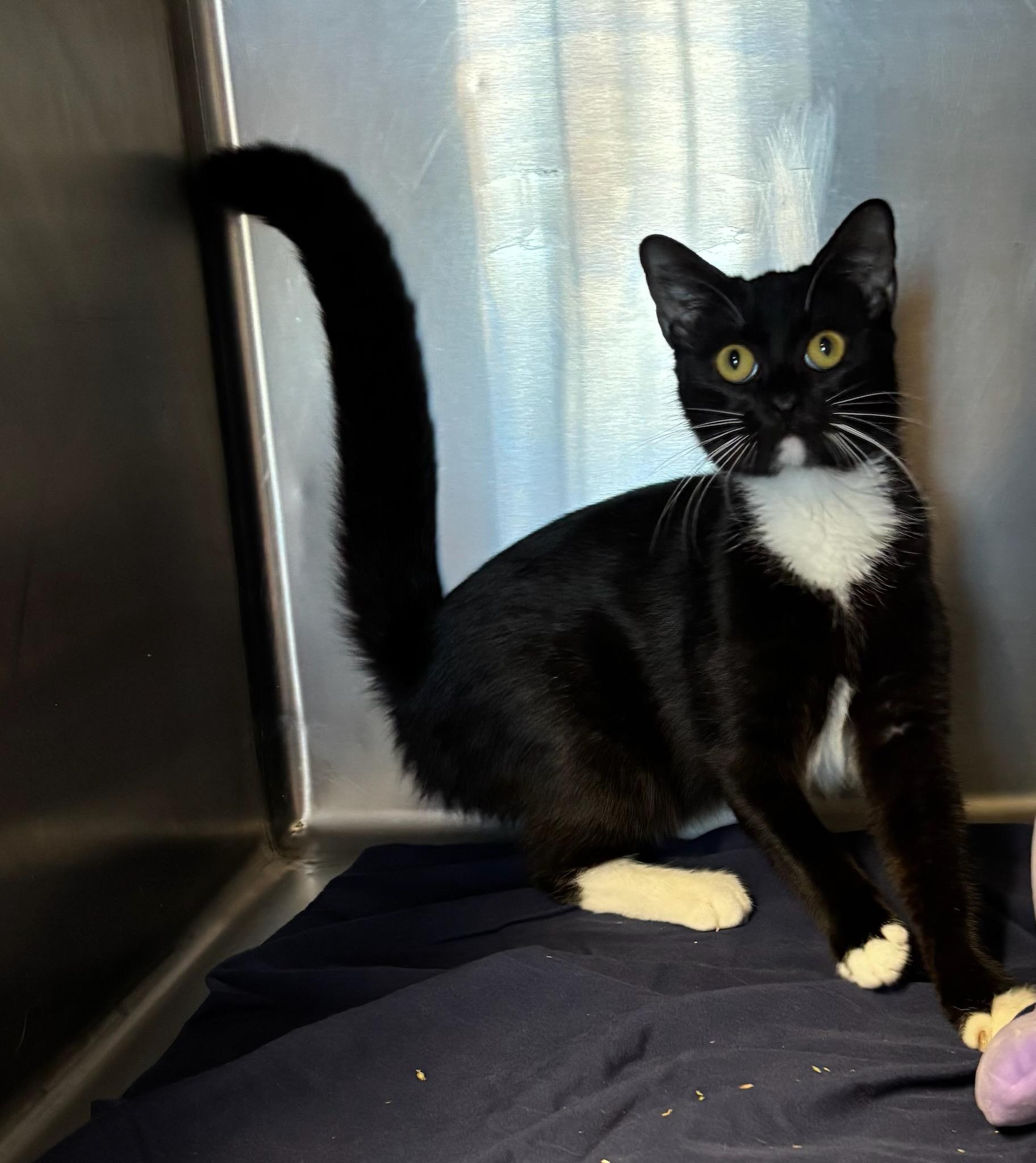 Rowan, Adoptable, Young Female Tuxedo.