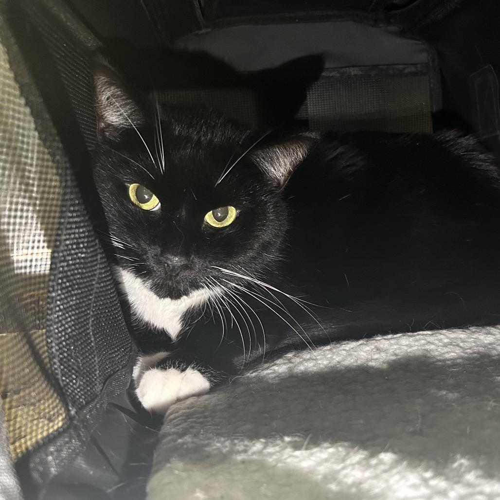 Enlarge Leo, a Adoptable Domestic Short Hair in Charleston, WV image 1/3