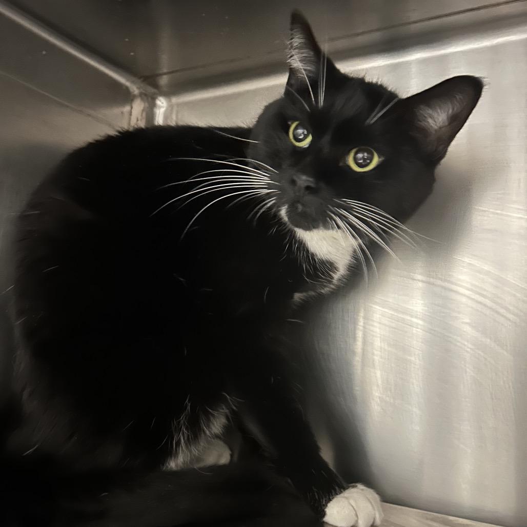 Enlarge Leo, a Adoptable Domestic Short Hair in Charleston, WV image 2/3