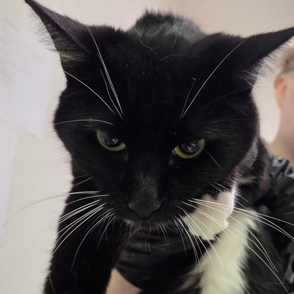 Enlarge Leo, a Adoptable Domestic Short Hair in Charleston, WV image 3/3