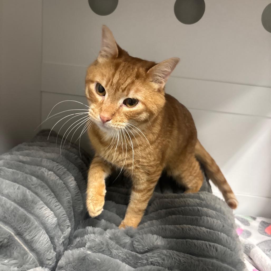 Enlarge Squirt, a Adoptable Domestic Short Hair in Canastota, NY image 1/5