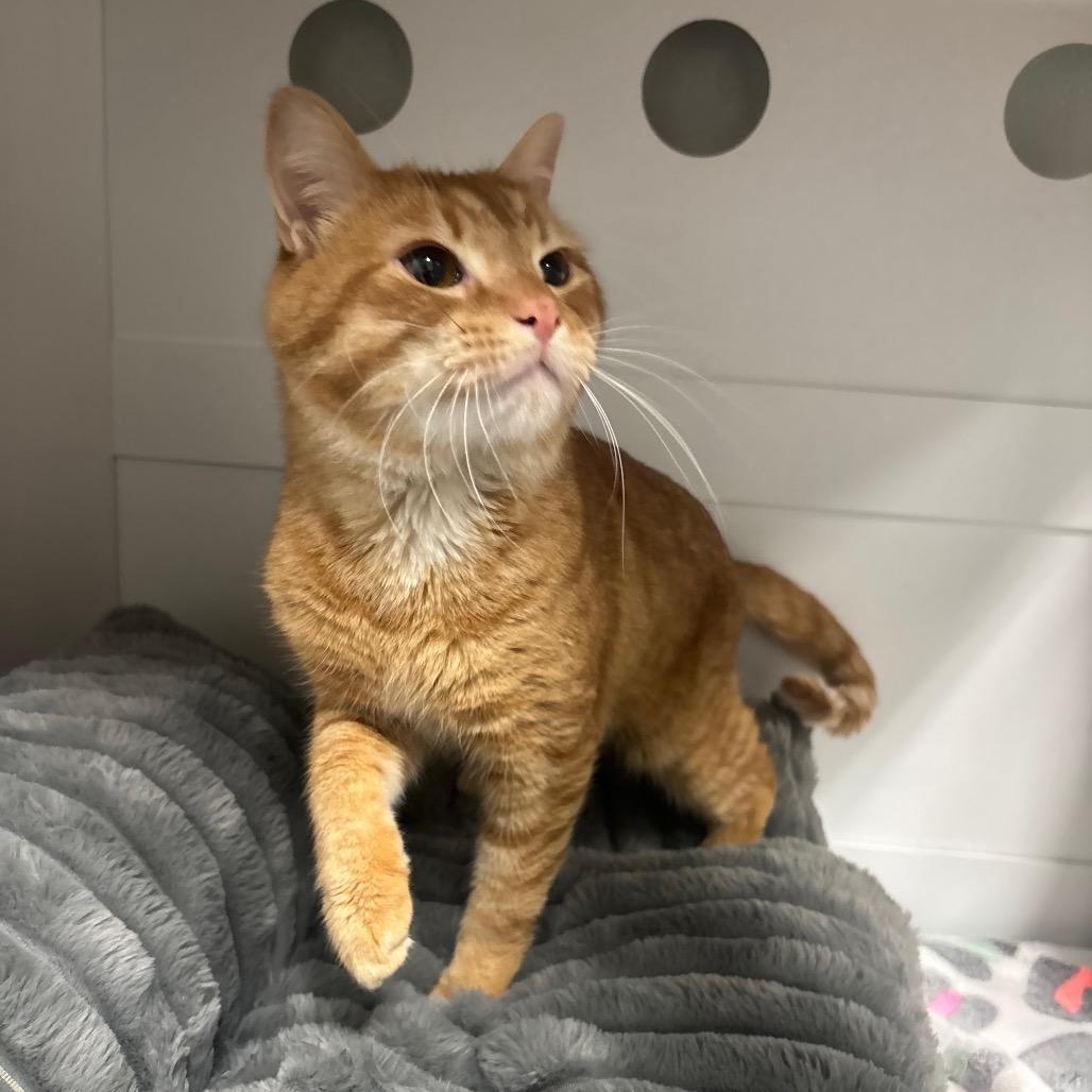 Enlarge Squirt, a Adoptable Domestic Short Hair in Canastota, NY image 2/5