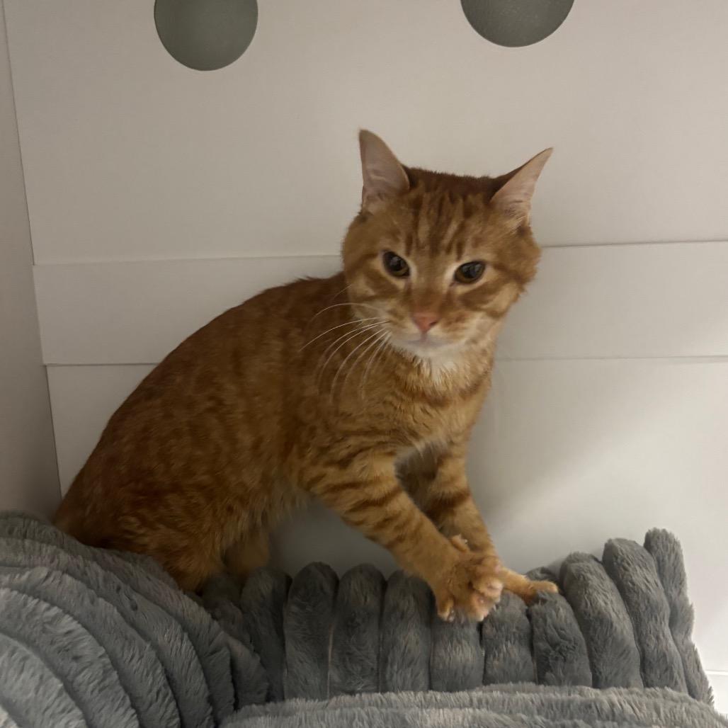 Enlarge Squirt, a Adoptable Domestic Short Hair in Canastota, NY image 3/5