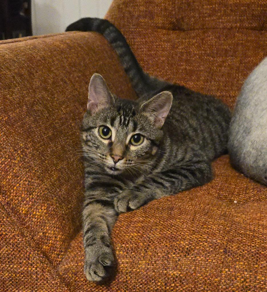 Enlarge Jammie, a Adoptable mixed breed in Bloomington, IN image 1/6